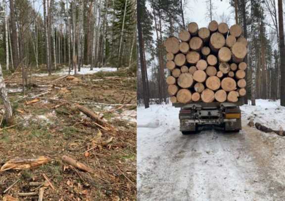 В Красноярском крае семью депутатов обвиняют в незаконной рубке леса на 3,1 млн рублей