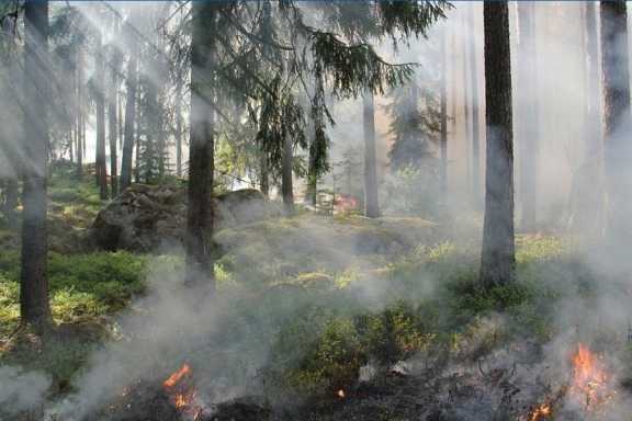 В Туве потушили все лесные пожары