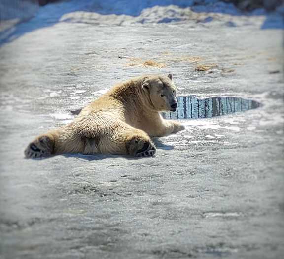 В Омской зоопарке непонятно как умерла медведица