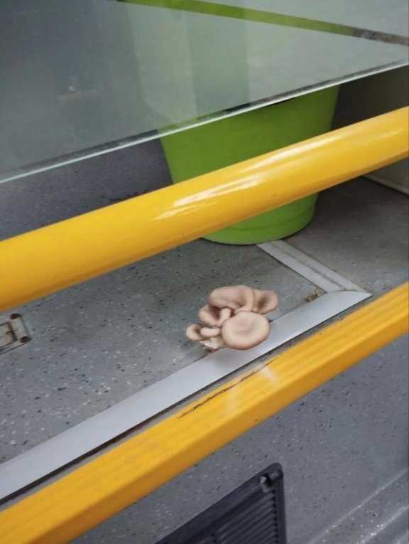 В Новосибирске в городском автобусе выросли грибы
