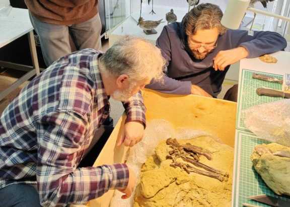 Учёные признали найденные год назад в Кузбассе останки динозавра новым видом 