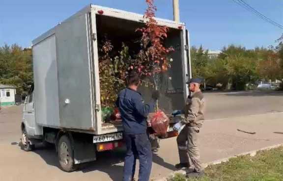 В Красноярске за неделю посадили более 7,5 тысяч деревьев