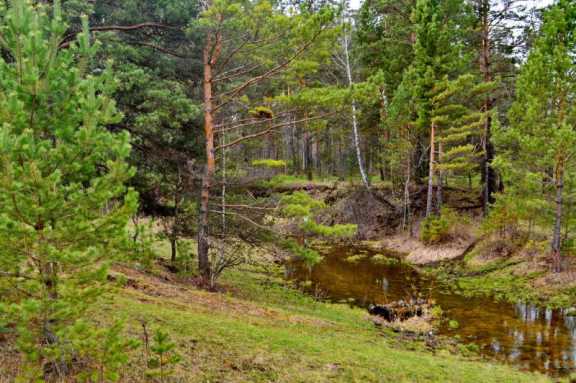 В Новосибирской области взялись восстанавливать лес