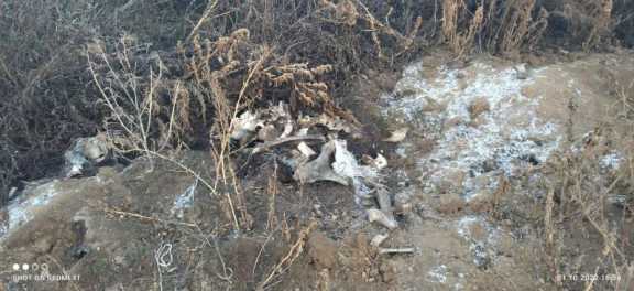 В Красноярском крае обнаружили незаконное кладбище животных