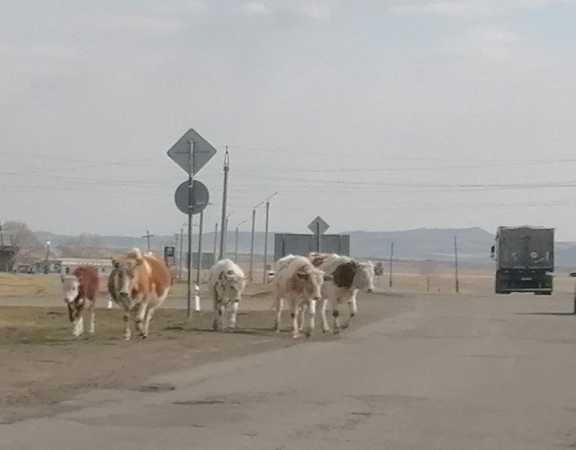 Корова на свободном выпасе близ столицы Тувы нанесла ущерб автовладельцу