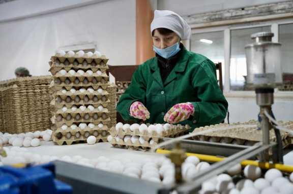 Более 300 млн яиц произвели в Иркутской области с начала года