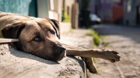 В Кемерове составили список мест, куда нельзя возвращать бездомных животных 