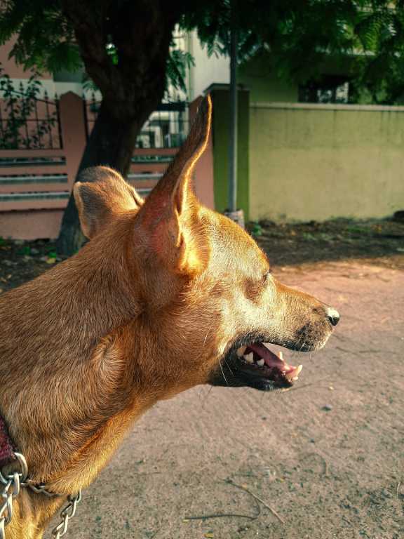 В Красноярском крае от укусов собак пострадали почти 2 тысячи человек 