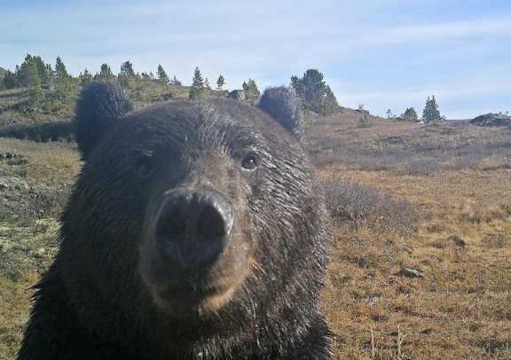Красноярцы начали замечать следы медведей после зимней спячки