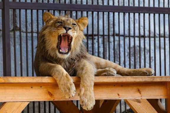 В красноярском зоопарке львёнка перевели в летний вольер