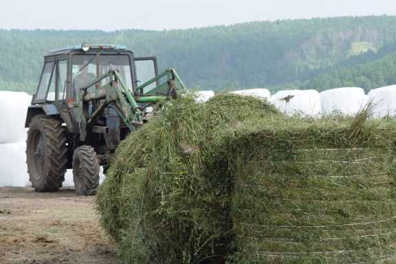 В Иркутской области приступили к заготовке кормов