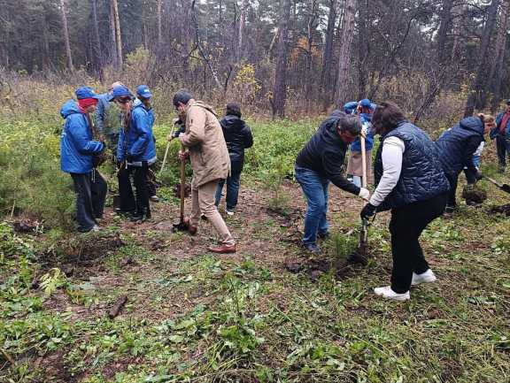 В Рудничном бору Кемерова было высажено тридцать молодых саженцев сосен