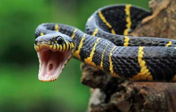 Змея укусила ребёнка в барнаульском парке