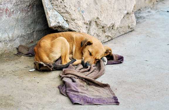 В Республике Алтай усилили отлов бродячих собак