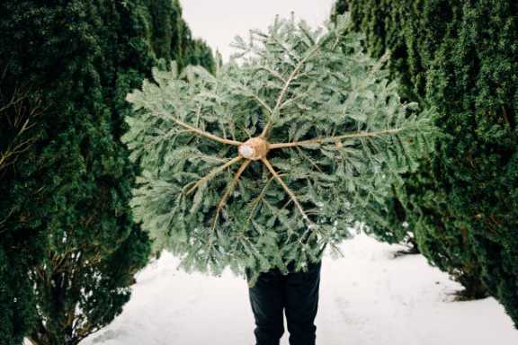 В Бийске установились новые цены на новогодние елки