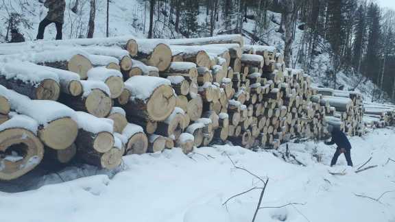 В Красноярском крае сотрудник компании вырубил 77 деревьев
