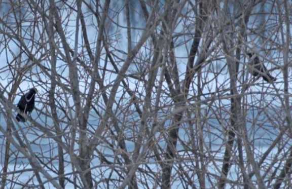 В Алтайском заповеднике заметили редкую птицу