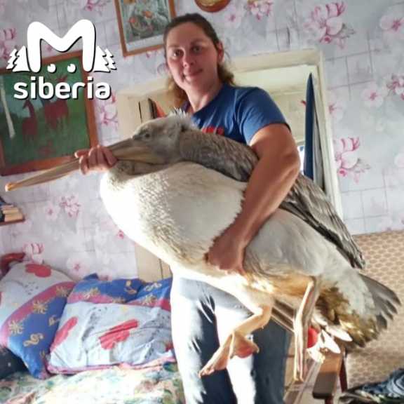 Омский пенсионер приютил пеликана, который не успел улететь на зимовку