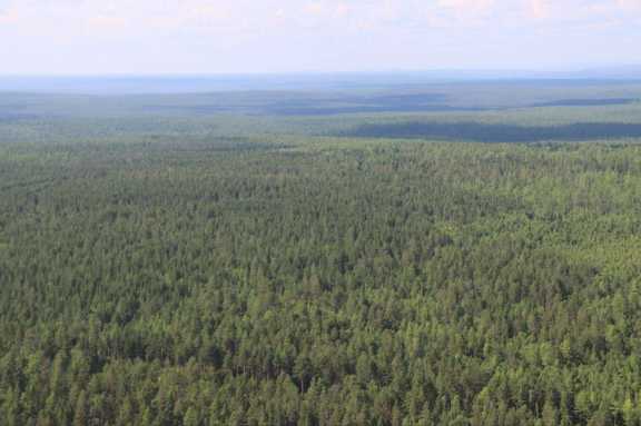 В Иркутской области ещё на 3,1 млн га лесов будут тушить пожары