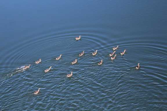 При поддержке красноярских нефтяников ученые получили новые данные о популяции краснокнижных гусей на севере Красноярского края