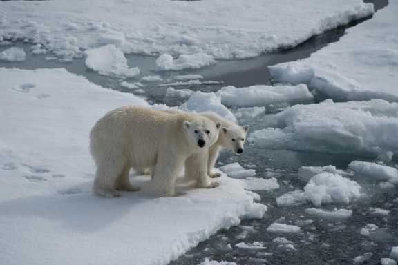 Белые медведи – 10 лет под опекой «Роснефти»