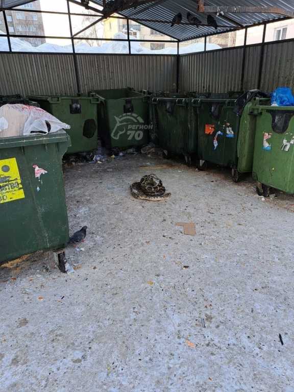 Жители Томска нашли крупную змею в мусорном контейнере