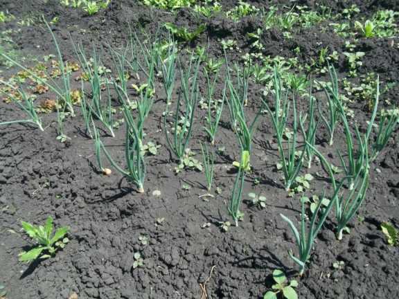 Накануне дачно-огородного сезона Красноярскстат сообщил, что ¾ овощей в крае выращивают в СНТ и ЛПХ 