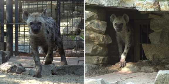 Две пятнистые гиены переехали в зоопарк Новосибирска