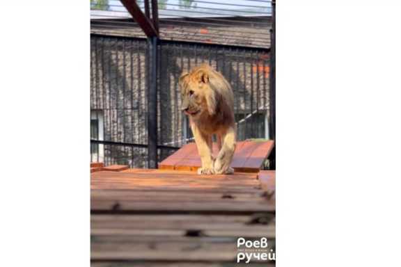 В красноярском зоопарке выбирают имя для полуторагодовалого львёнка