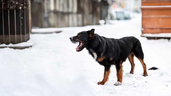 В 2023 году в Хакасии от собак более 1000 человек