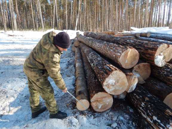 Четверо иркутян получили сроки за вырубку леса