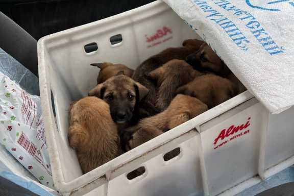 В Красноярском крае под брошенным диваном нашли 11 брошенных щенков