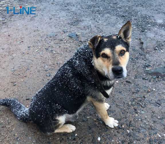 Более 4000 жителей Красноярского края пострадали от укусов собак за прошлый год