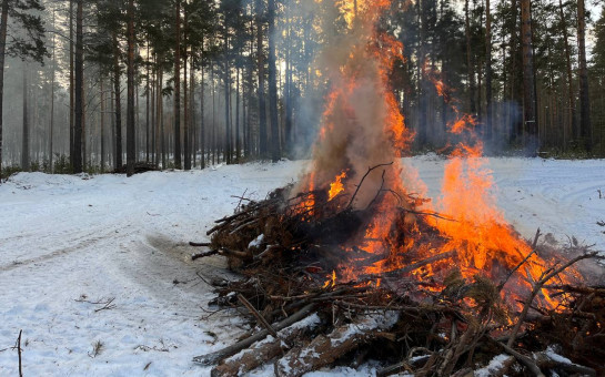 Лесоводы Новосибирской области очистили площадь в 16 755 га
