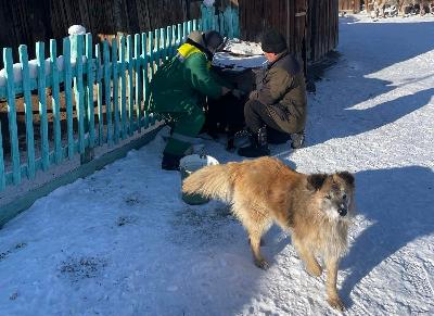 В Кызыле владельцев собак просят вакцинировать своих питомцев