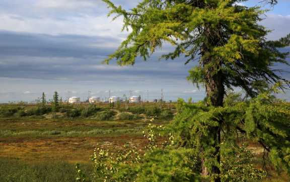 2 000 деревьев сохранили красноярские нефтяники, направив на вторичную переработку 200 тонн макулатуры