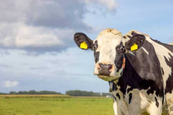 В Алтайском крае составили «топ» предприятий по продуктивности коров