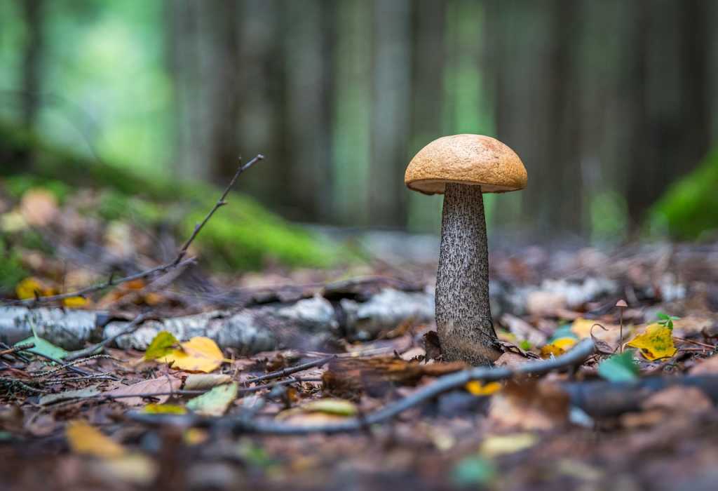 mushroom-3053443_1280.jpg