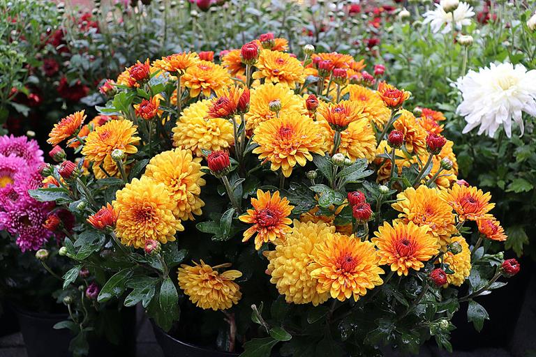 Цветочная симфония финал 2021 (2).jpg