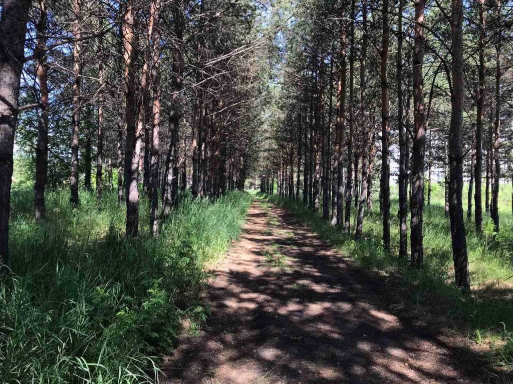 Лес красноярск. Парк в лесу Красноярск. Застройка в лесу. Лес в Красноярске где погулять. Лесная Красноярск фото.